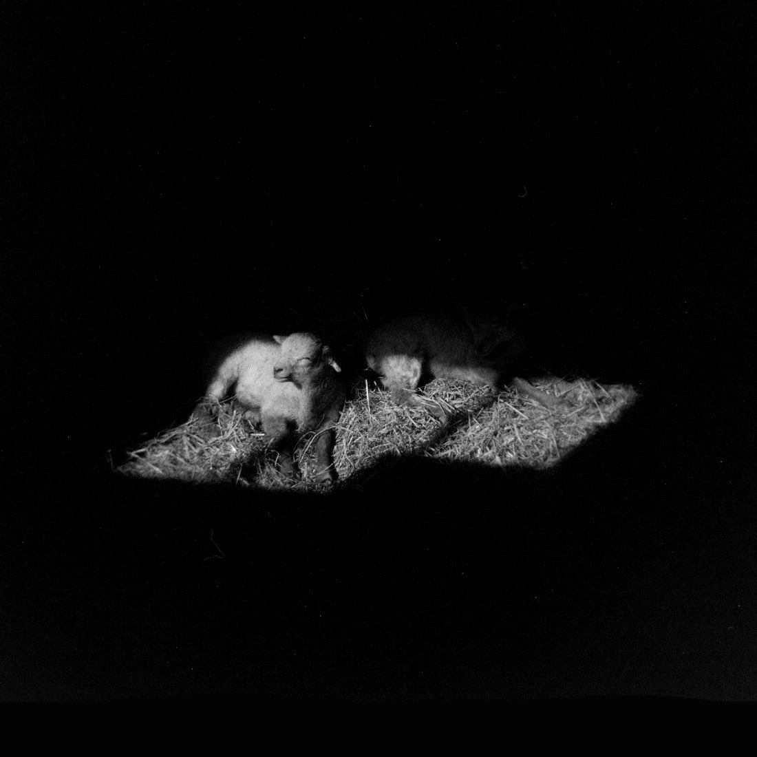 nickpage's tweet image. New Born. Taken at Wimpole Hall Farm with a Holga and Lomography Lady Grey 400 film. #holga #filmphotography #istillshootfilm #bnw