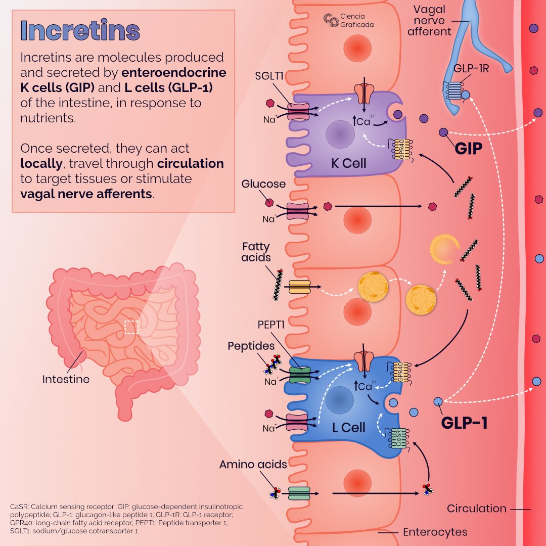 analudelsolart's tweet photo. Illustration of incretin secretion and action in pancreatic islets. Inspired by the research of @DanielJDrucker et al and the most recent findings of GIP &amp; GLP-1RAs for treating #T2DM and #obesity. 
#scicomm #sciart https://t.co/ZCSxBGAHBY