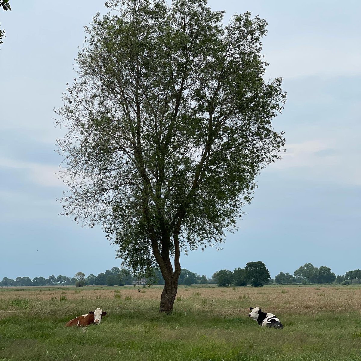 De sociaaleconomische gevolgen van de huidige stikstofaanpak zijn desastreus voor het toekomstperspectief van de agrarische sector in de gemeente Staphorst: staphorst.christenunie.nl/blog/2022/06/1…