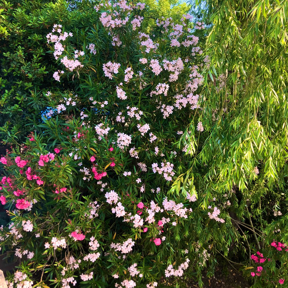 TalayNihan's tweet photo. 🌸🌺🌷🌻🌱🧚🏻‍♀️🪷🌼🍬🦋✨ https://t.co/ILhe6taMX9