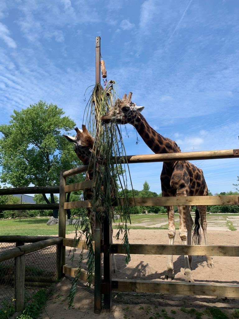 Y2HartfordManor's tweet photo. Year 2 enjoyed discussing the different habitats they saw today. 🦏🐫🦒🦓 https://t.co/WEqHtWV3GH