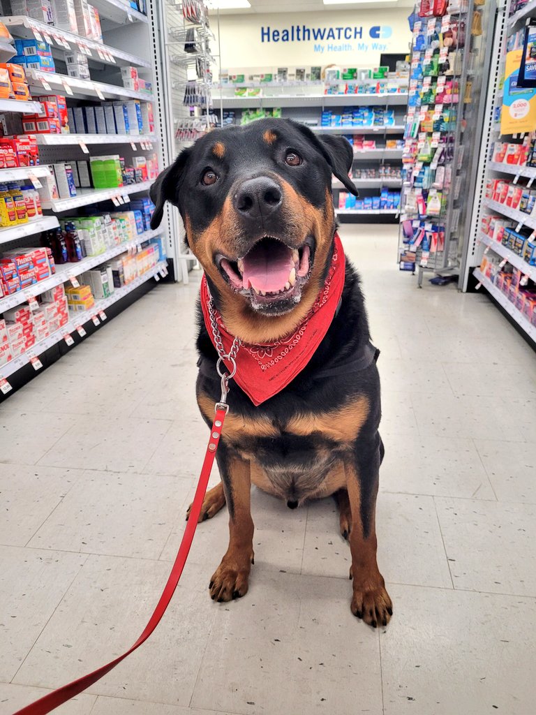 Team Servicerottie🇨🇦🐕‍🦺🦽 tweet media