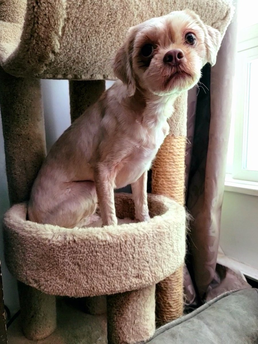 AgilitywAmanda's tweet photo. Joey the Muppet is chilling in the bottom of the cat tree 😂 Apparently this is how he gets a great view out the window lol

#muppetdog #dogantics #sillydog #dogsathome #shihpoo #shihtzucross #poodlecross https://t.co/luOub7PUXa
