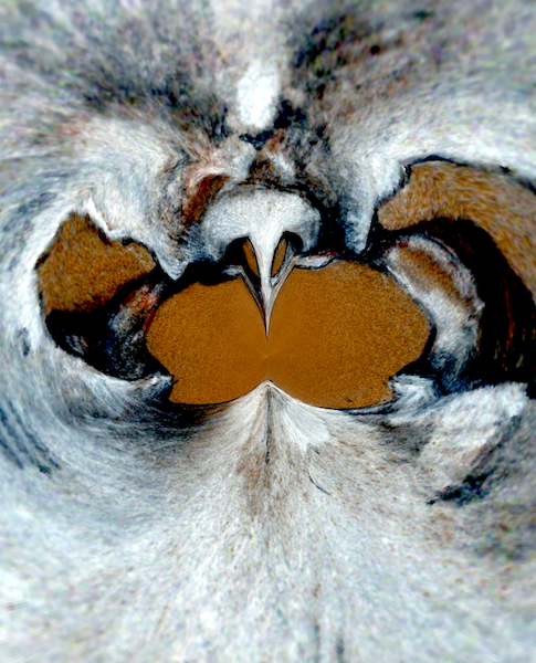 RUST and ~moth~ tweet media