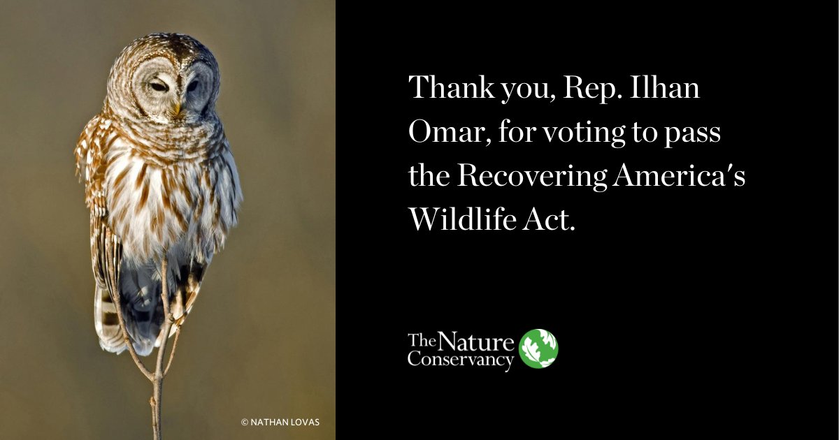 Our wildlife is facing a critical loss in habitat and biodiversity. Thanks to Rep. @Ilhan Omar for voting to pass the Recovering America’s Wildlife Act and invest in Minnesota’s species and ecosystems. #RecoverWildlife nature.org/en-us/newsroom…