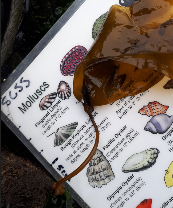 SalishSeaCentre's tweet photo. Exploring #Sidney's Glass Beach with a grade 1/2 class from Rogers Elementary was a blast. We found this little #bullkelp. @SD61Learn @sd61schools https://t.co/D75O01h4w2
