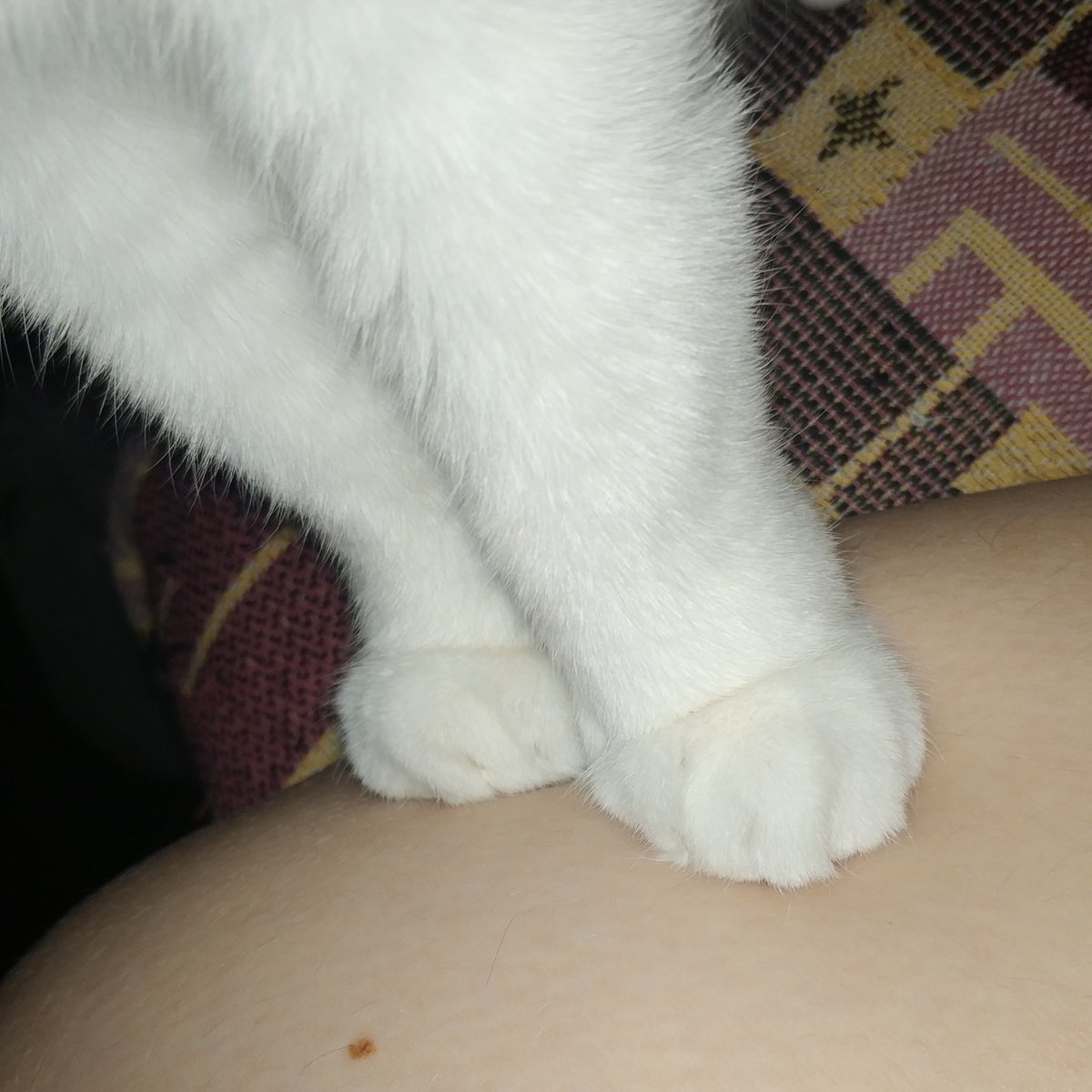 MagaMetamorph's tweet photo. Просто посмотрите на эти лапки... 

#кот #коточетверг #CatsOfTwitter #лапки #paws #cats #cat 

...даже и не скажешь что в этих подушечках спрятаны острейшие когти, а под этим прелестным мехом – го��а мышц... https://t.co/4IHdI46f2H
