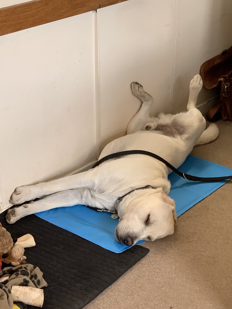 winemanUK's tweet image. Le clebs de la secretaire de direction - Il est fendant🤣!