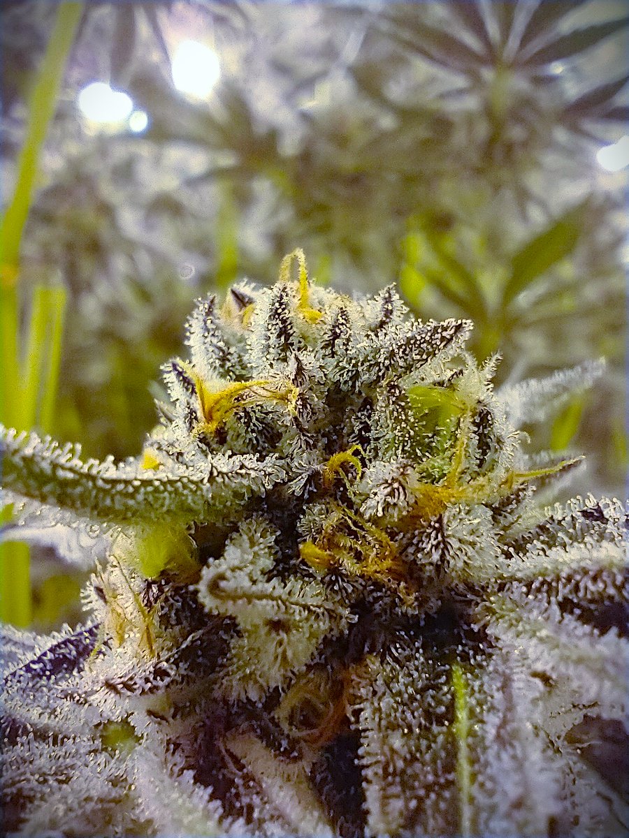 RedBirdRise's tweet photo. Do these trichomes make my bud look big?

#oreoz #redbirdoreoz #redbirdrise #okmmj #cannafam #oklahomammj #cannabisheals #risewithredbird #medicalmarijuana #okcannabisprocessors #okc #okcannabisgrows
#wednesdaythought #Wednesdayfeeling #Wednesdayvibe https://t.co/EYVjtn3JsS