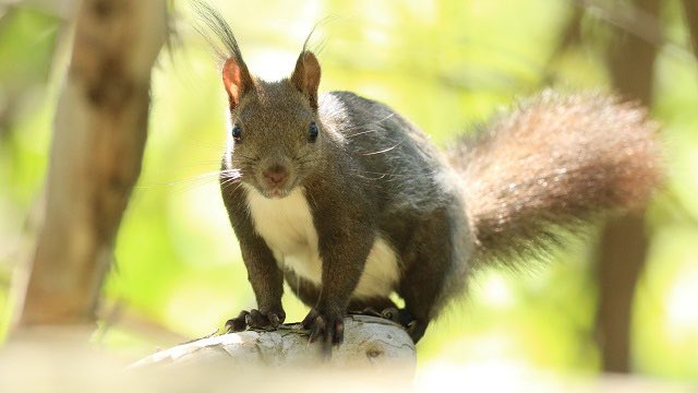 エゾリスのtwitterイラスト検索結果