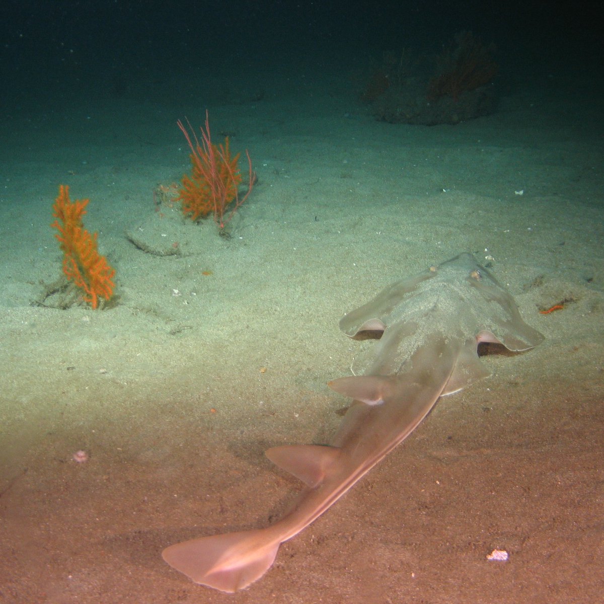 MAREgroup's tweet photo. This #WildlifeWednesday, we want to know; have you ever seen a shovel 👃🎸🐟? 

These rays hang out on shallow sandy bottoms and swim with their long tails, giving them a #shark-like appearance underwater!

📸: Shovelnose guitarfish (Rhinobatos productus) at #Swamis, July 2021. https://t.co/I8Zo0sdlUI