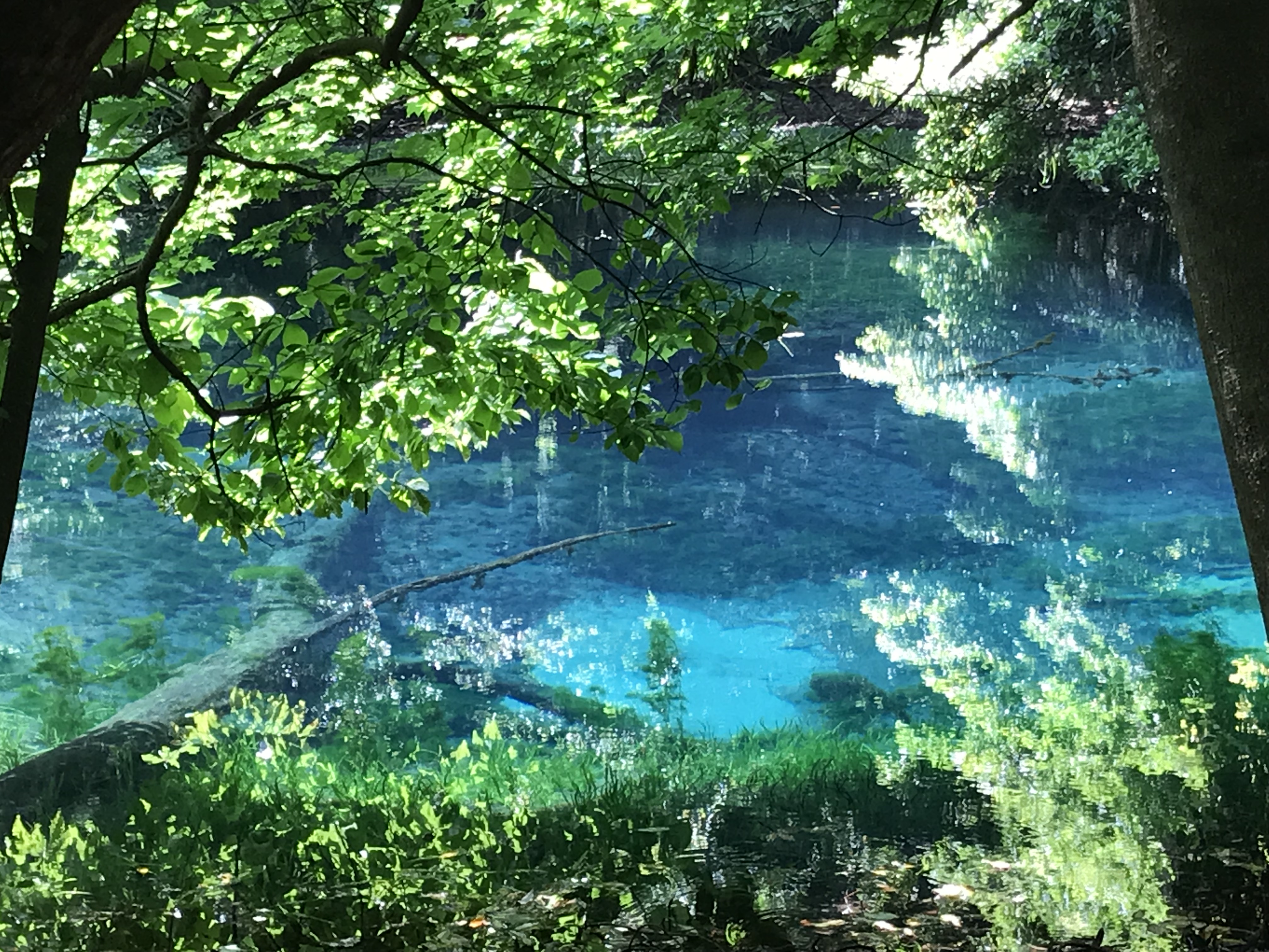 Doluck Man 丸池様へ行ってきました 綺麗で思わず おっ って声出しちゃいました エメラルドブルーの美しく崇高な泉でしたよ 詳細はこちら ブログ記事に飛びます 安全です T Co Utwg2xfevt 丸池様 山形県遊佐町 大物忌神社 丸池