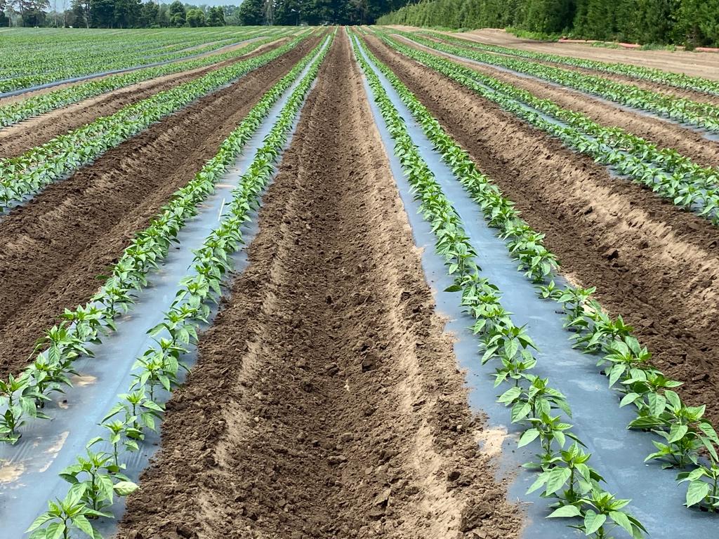Canam_Fresh's tweet photo. Mother nature has been cooperating with us, and we want to thank her for that, and from a look at our fields this week, our plants are looking beautiful, should be a great harvest.  What's your favorite type of pepper? @ONTProduce @FoodlandOnt https://t.co/xfnftPkFca