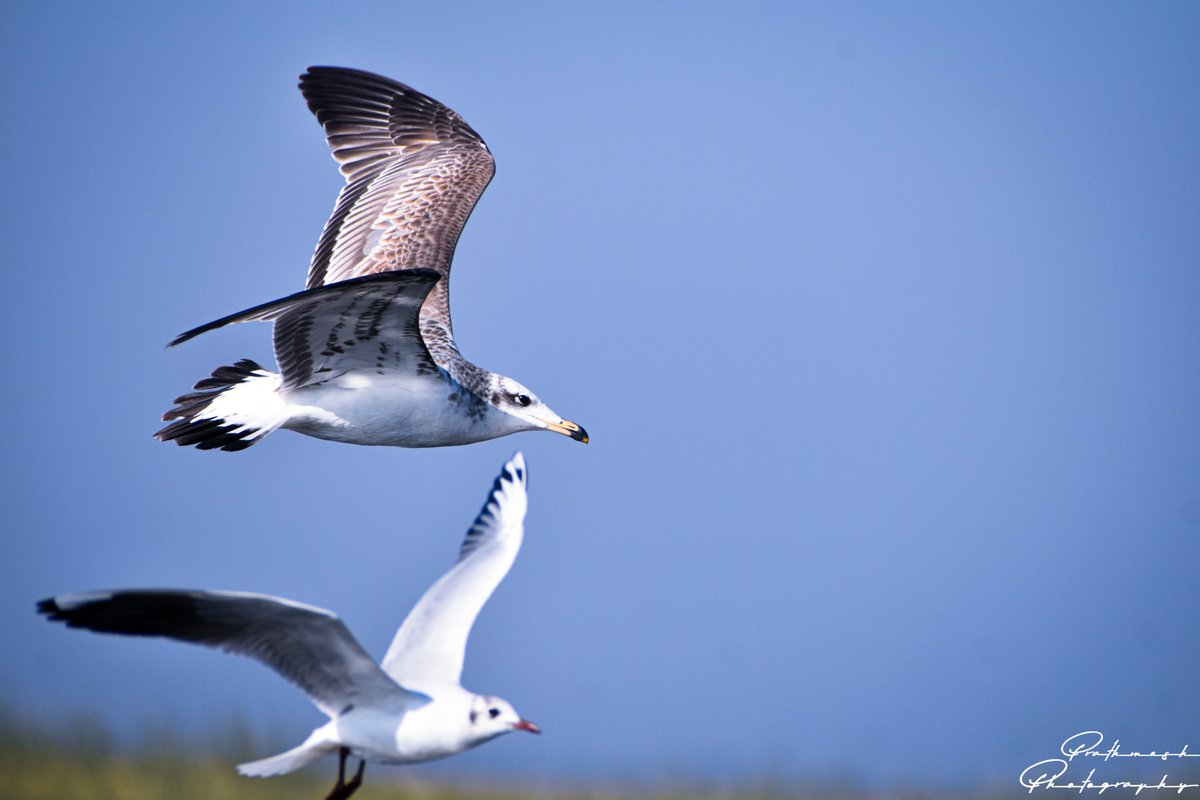 PrathmeshPhoto2's tweet image. Spread Wings
Until you spread your wings you have no idea how high you can fly
#prathmeshphotography #birdphotography #natgeoindia #nikon #nikonphotography #discoverychannel #natgeo #birdlovers #birdlife #hearttouchingphotograph #creativeimagemagazine #natgeoyourshot #nikond5600
