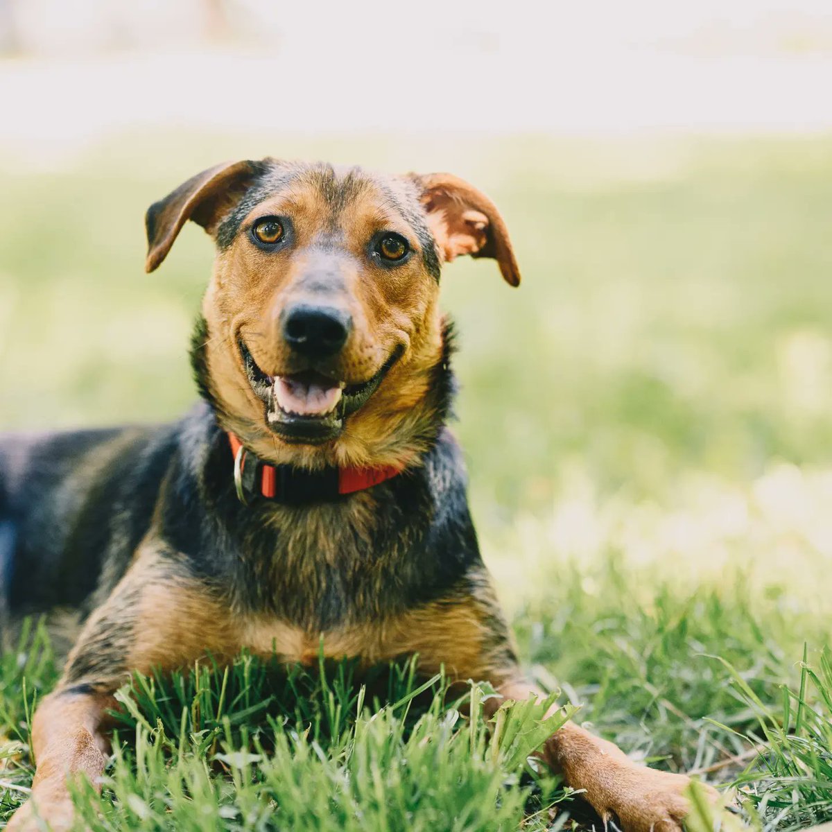 Imam jednu misiju za sve nas. Važnu misiju.

Ovoj kuci je potreban dom. Savršeni dom. Gde će je voleti i paziti kao rođenog svog. Jedino tako kako zaslužuje.

Delite ljudi! 🫶