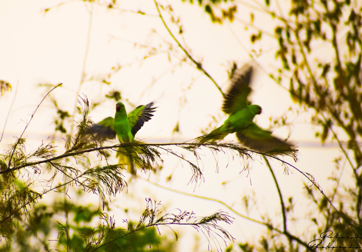PrathmeshPhoto2's tweet image. Morning parrot 
The most beautiful view is the one I share with you.
#prathmeshphotography #birdphotography #natgeoindia #nikon #nikonphotography #discoverychannel #natgeo #birdlovers #hearttouchingphotograph #creativeimagemagazine #natgeoyourshot #nikond5600 #wintermorning