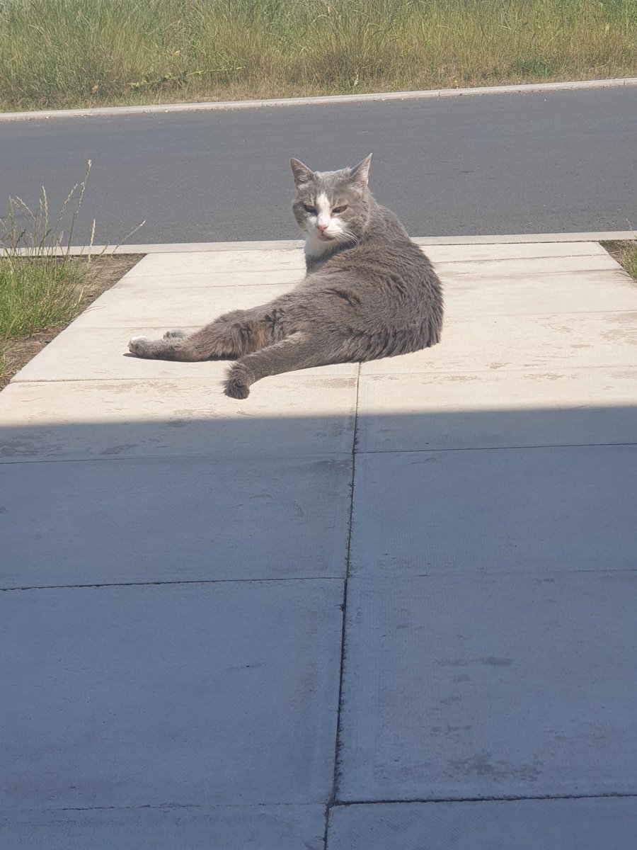 KayePJ26's tweet photo. I interrupted her sunbathing 
She a lil angry #CatsOfTwitter https://t.co/PErxyMJKvZ
