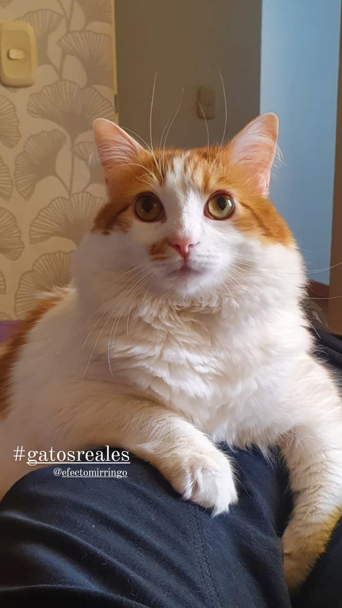 LauraChT's tweet photo. #gatosreales https://t.co/uX2XscHg2n