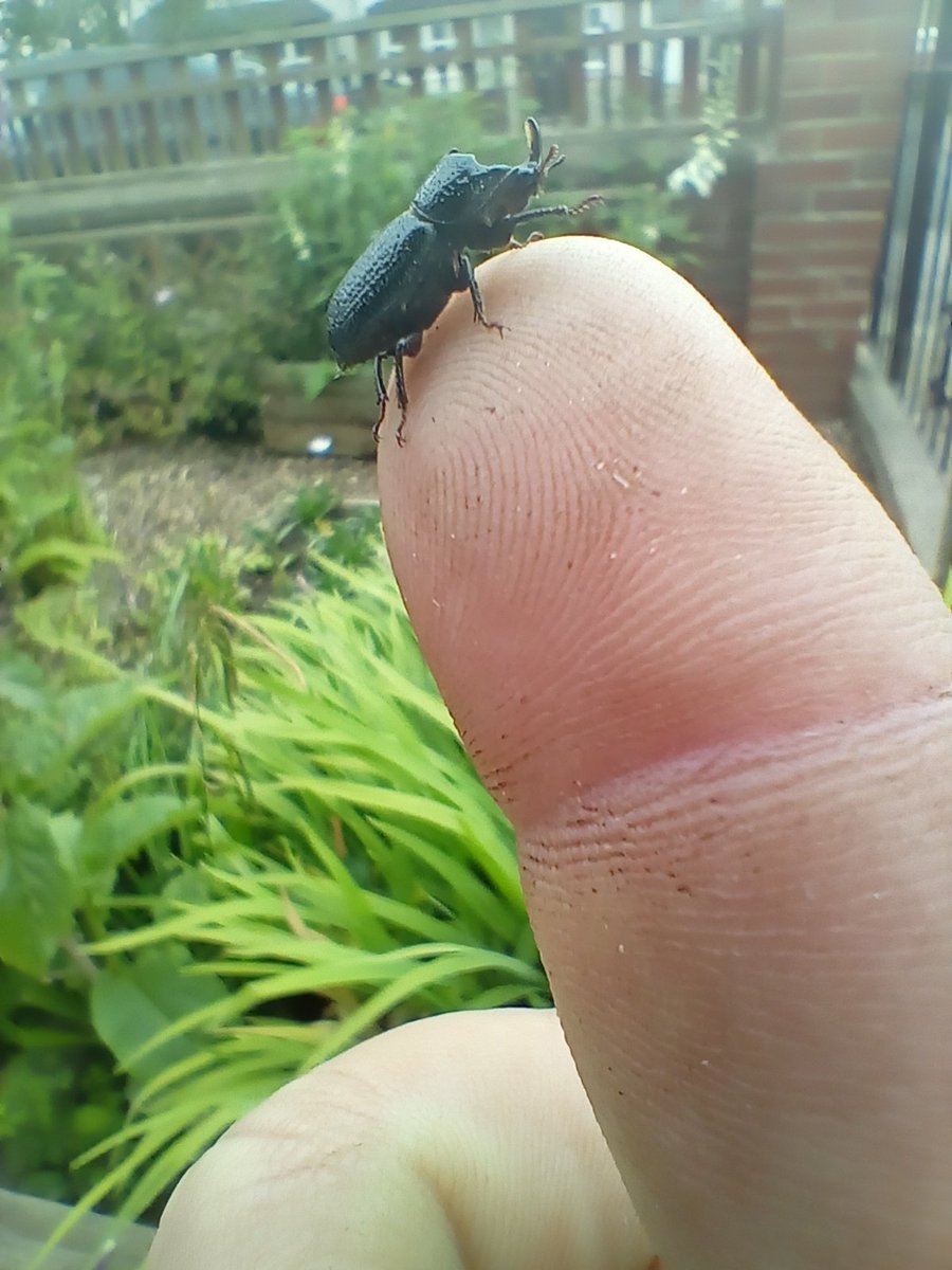 Intwild1's tweet photo. ** update with photo** My daughter, Iris find this fine specimen of a Horned Stag Beetle today.  Hadn't realised they were this small!! @BBCSpringwatch https://t.co/6H2Q8YdNBx