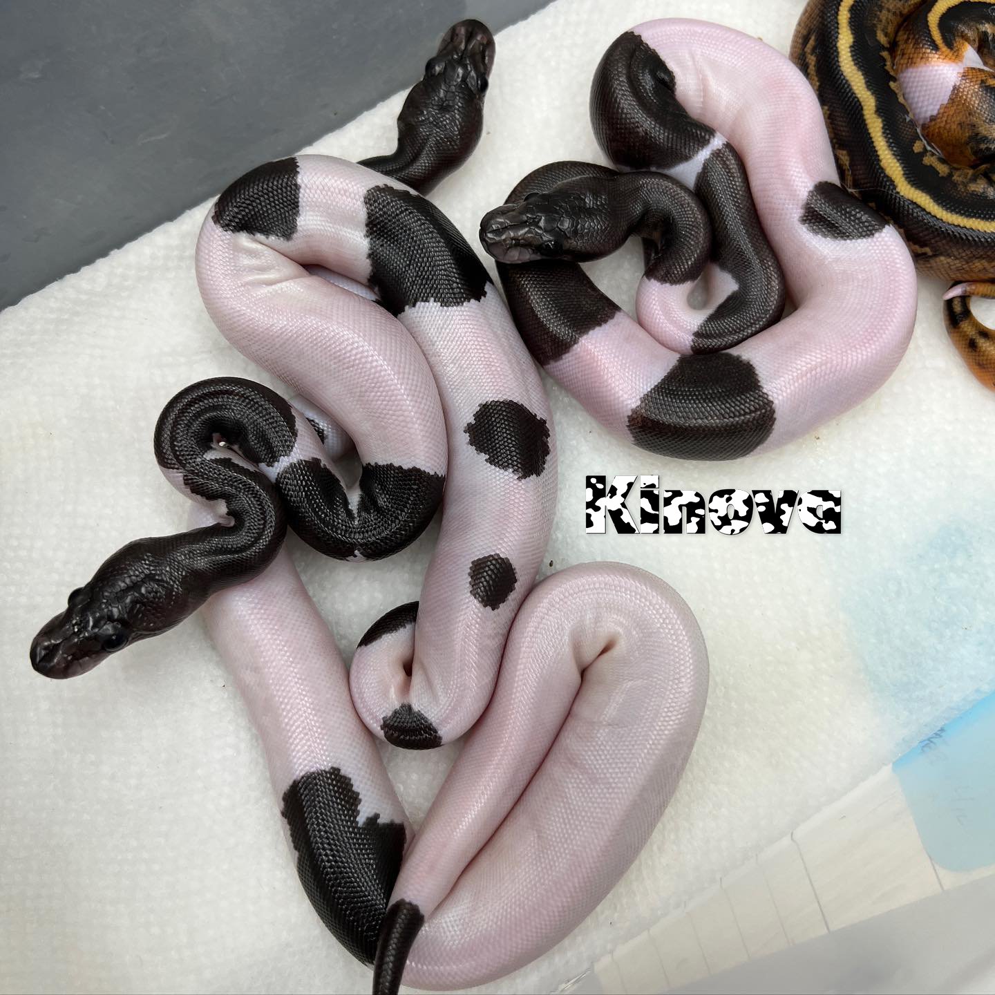 Super Cinnamon Pied Ball Python