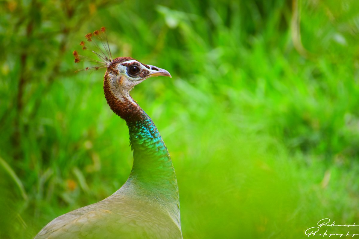 PrathmeshPhoto2's tweet image. Peacock Beauty
Be like a peacock and dance with all of your beauty.
#prathmeshphotography #natgeoyourshot #natgeoindia #nikon #nikonphotography #discoverychannel #natgeo #gujarattourism #bestbirdshots #indianbirdz #birdlovers #birdphotographersofindia #birdlife