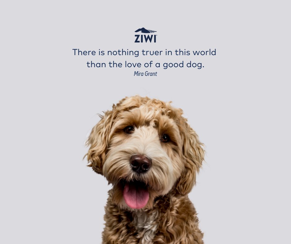 ForYourFurKids's tweet photo. And isn't every dog a good dog? 
#ZIWIPeak #ZIWIPets #ZIWI #DogQuotes https://t.co/Uh4CI0n3AP
