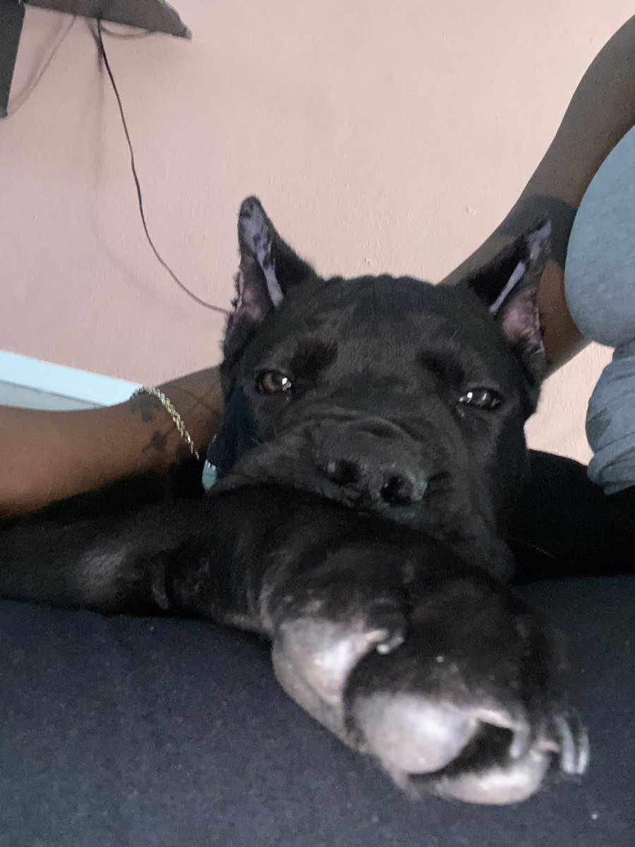 r_re_ella's tweet photo. Pluto got an attitude because I wonβt let him on the couch πππ
#canecorso #newpuppy #greekgod #pluto #yaknowitspluto #papapluto #godofdeath #godofunderworld https://t.co/D2m83I1pOA