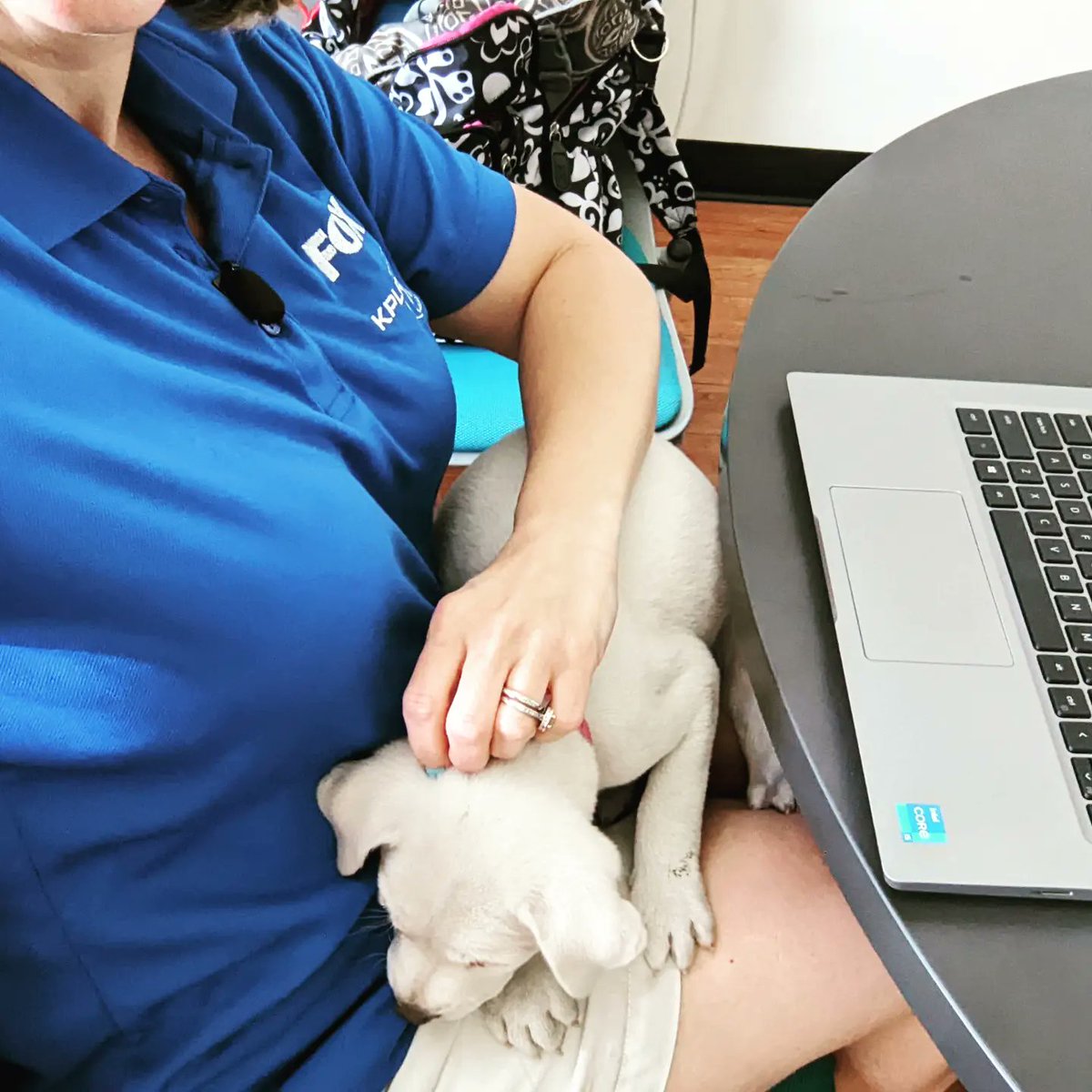 AngWxGrl's tweet image. Today was a &quot;ruff &quot; day. Meet Confetti and Fidget, both available for adoption at the @APAofMO.🐾🐶🥰 #AdoptDontShop #adoptablepets  #stlpets @FOX2now