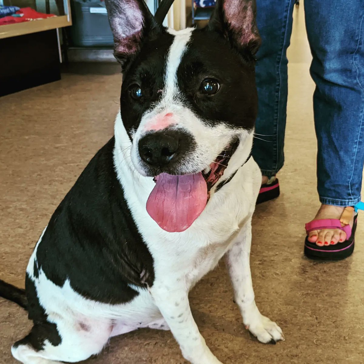 AngWxGrl's tweet image. Today was a &quot;ruff &quot; day. Meet Confetti and Fidget, both available for adoption at the @APAofMO.🐾🐶🥰 #AdoptDontShop #adoptablepets  #stlpets @FOX2now