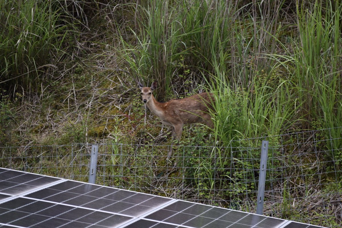 兵庫県 #夢前太陽光発電所 の調整池で、今年も #モリアオガエル 🐸の産卵が観察されました。山下発電所長からのニュースです。#調整池 はいくつもあるのですが、毎年１号調整池で産卵をするそうです。発電所周辺でチラチラと食材（草）を求めて現れた鹿🦌も撮影しました。軽々と柵を飛び越えます。