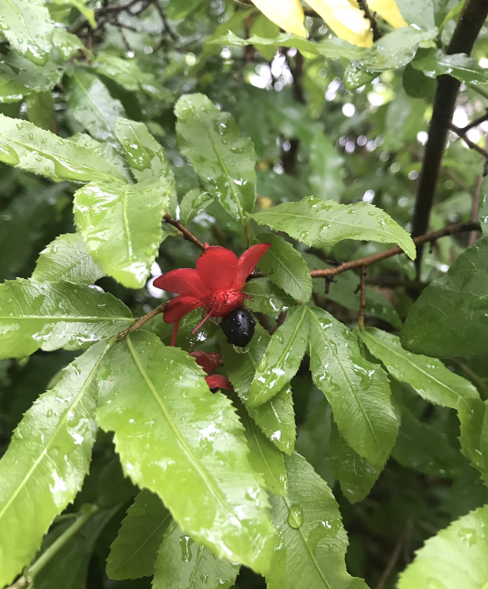 Orion758 Gaoller 自宅ミッキーマウスツリー22 春に黄色の開花 黒い種を付け 赤く変化し完成 Magic Mickey Mickeymouthtree ミッキーマウスツリー リトグリ Magic T Co P9rzun0id3 Twitter