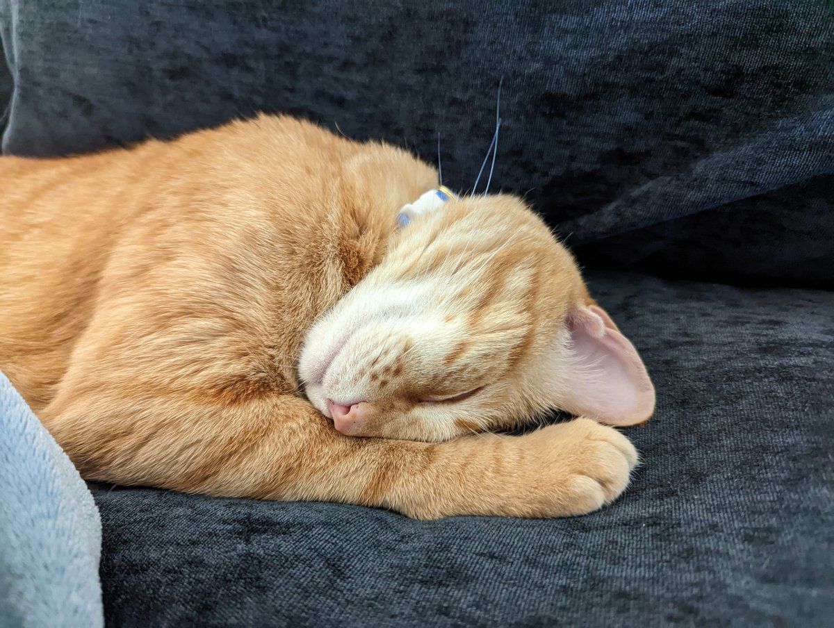 xStrayDice's tweet photo. mfw it's already Wednesday... It's fine. Everything's fine. Have a cat pic. https://t.co/GQ1AWUt3yw