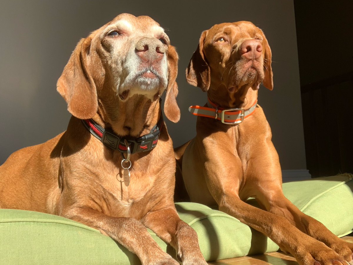 DeeFife's tweet photo. #BestAtHomeContest and #HomeDepot (the “Twitter Entry”). Learning the ropes of porch sittin’. https://t.co/0N8f947gnQ