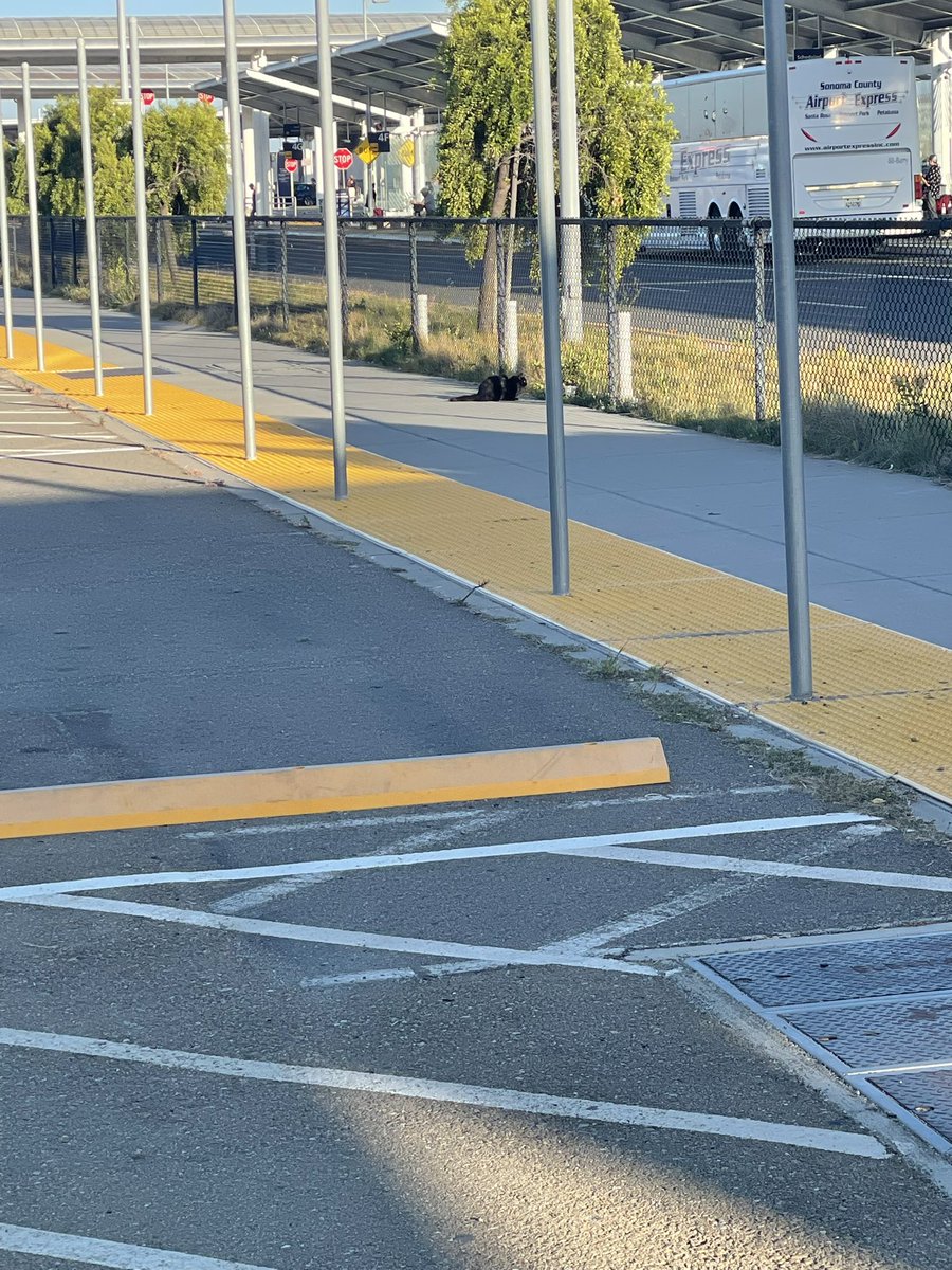 eflandro's tweet photo. @IFlyOAKland There is a very nice looking cat in the parking lot near the Bart connector who looks like he’s in need of a home. Or cheap plane fare. One of the two. Please make sure he’s safe 🥺 https://t.co/0z45jzxo9M