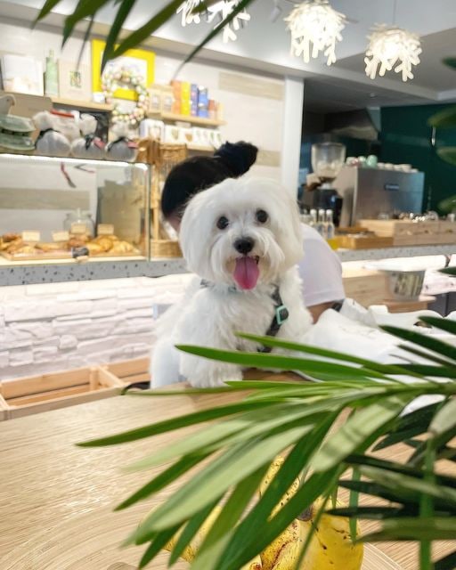 noguchi1297's tweet photo. スーパーで買物をしている時この犬を見ました、とても可愛です��🥰🥰 https://t.co/9sqvUjMfLv