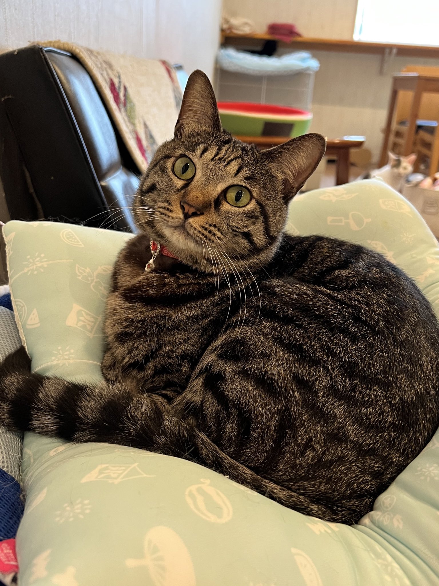 猫カフェtango あたりちゃんカメラを向けたらキメてくれました 猫カフェ 保護猫カフェ 保護猫 ねこ Cat かわいい 京都 西院 猫カフェtango T Co P5iqye43u0 Twitter