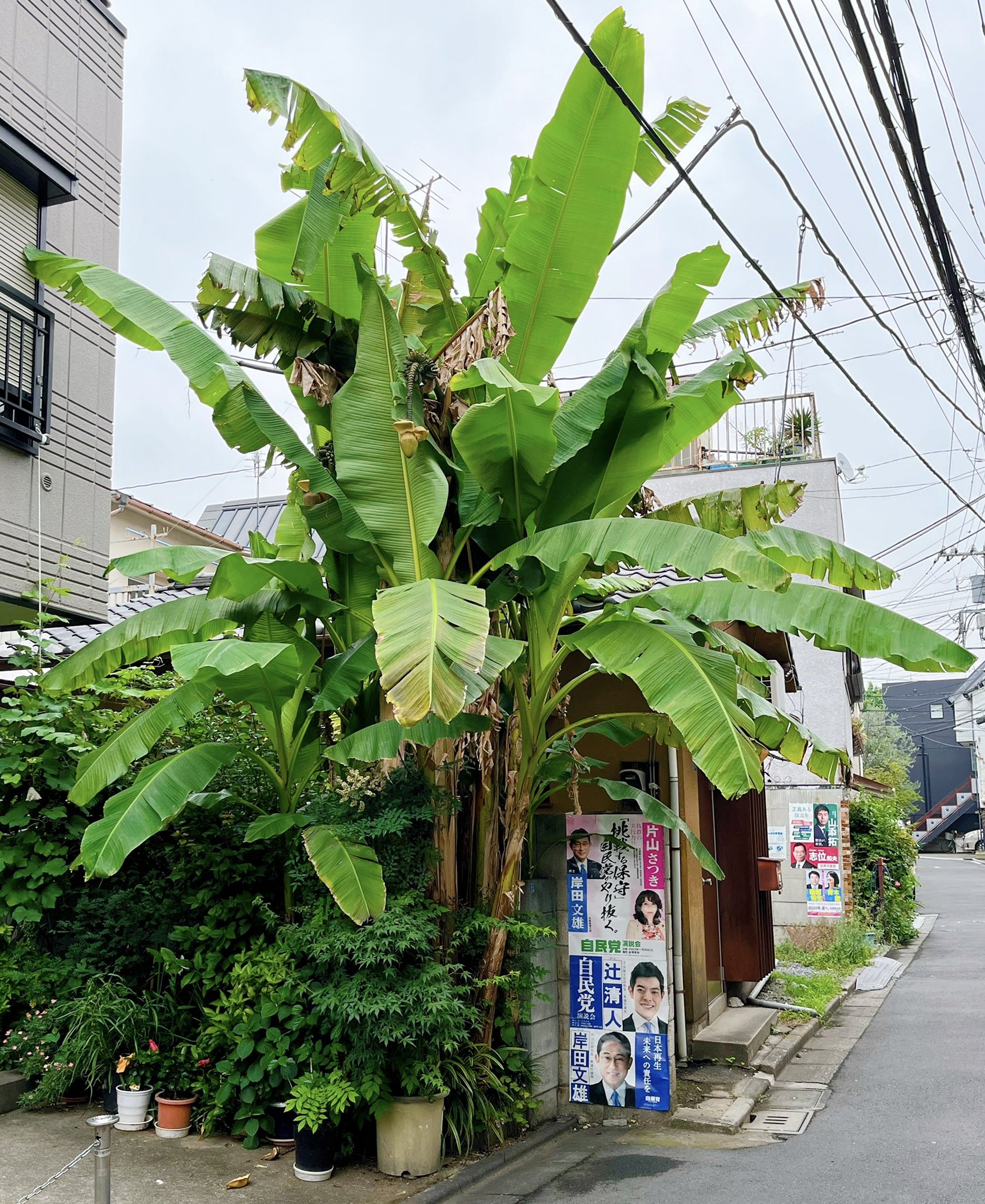 芭蕉の木 Twitter Search Twitter