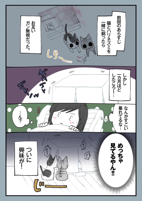 15.猫とハリネズミを一緒に飼ったら②
猫お迎え当初のおはなし
あのことわざは本当だった 