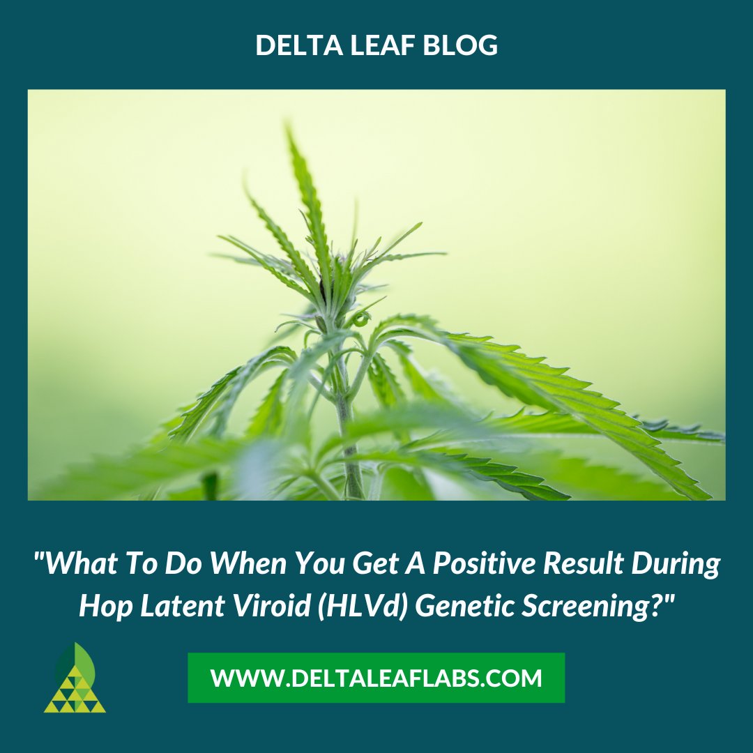 Instead of eliminating the plants identified as infected it can be useful to move plants into quarantine and observe for visible signs of infection. Delta Leaf advocates for secondary analysis methods outlined in our blog post to better account for plants that may be resistant.
