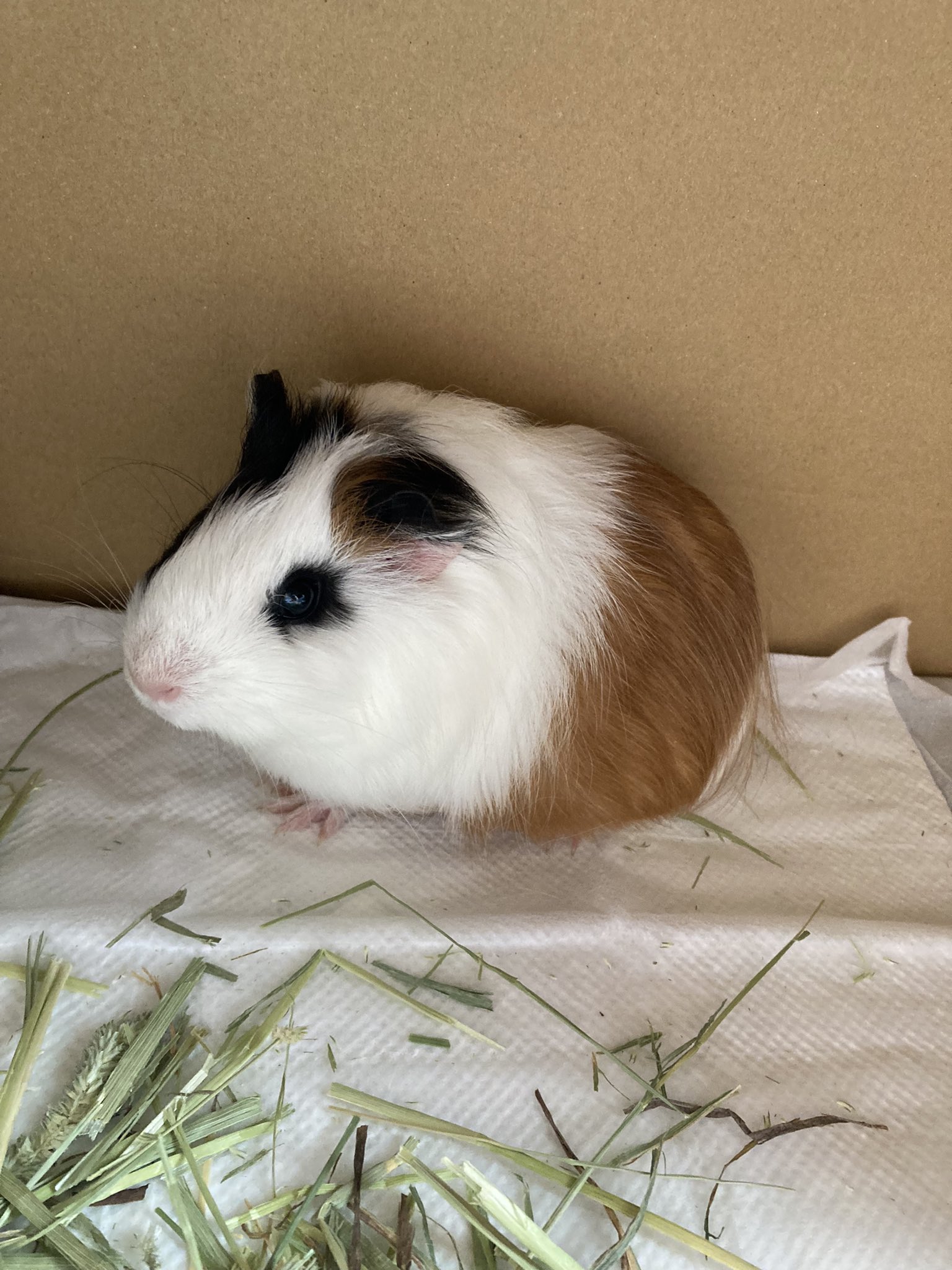 モルモット赤ちゃん Twitter Search Twitter