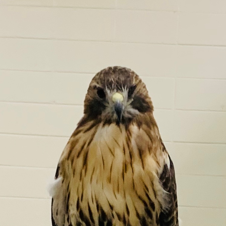 MsKlinshaw_JJES's tweet photo. Kindergarten enjoyed feathery  visitors today :) @JJESOwls 
@mrsreitano_jjes @MrsMcGrath_JJES https://t.co/dK3Mge4KBr