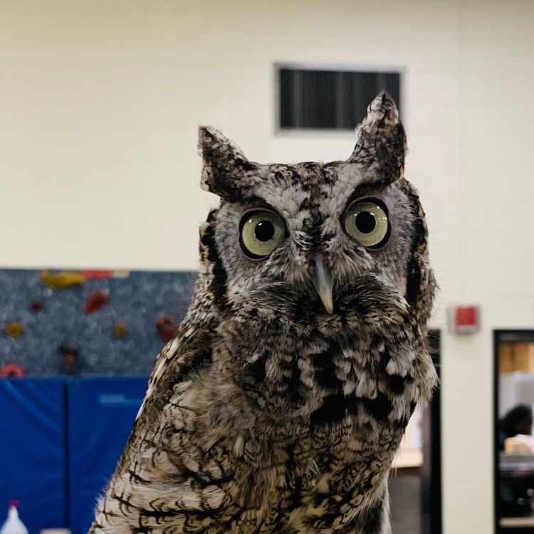 MsKlinshaw_JJES's tweet photo. Kindergarten enjoyed feathery  visitors today :) @JJESOwls 
@mrsreitano_jjes @MrsMcGrath_JJES https://t.co/dK3Mge4KBr