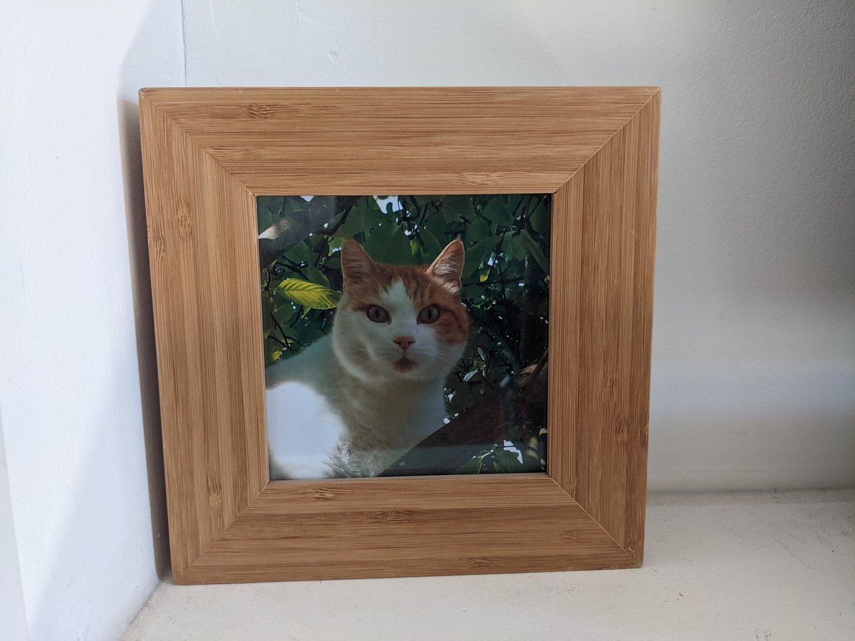 So today marks one year since Harley went #otrb🌈 
Reflecting on happy memories of an awesome cat, he was so much easier than our current rescues <a href="/phoebe_dexter/">Phoebe & Dexter</a>, I guess coming to us as a stray rather than as one of a pair of kittens meant he was more street wise #vanalikes #wlf