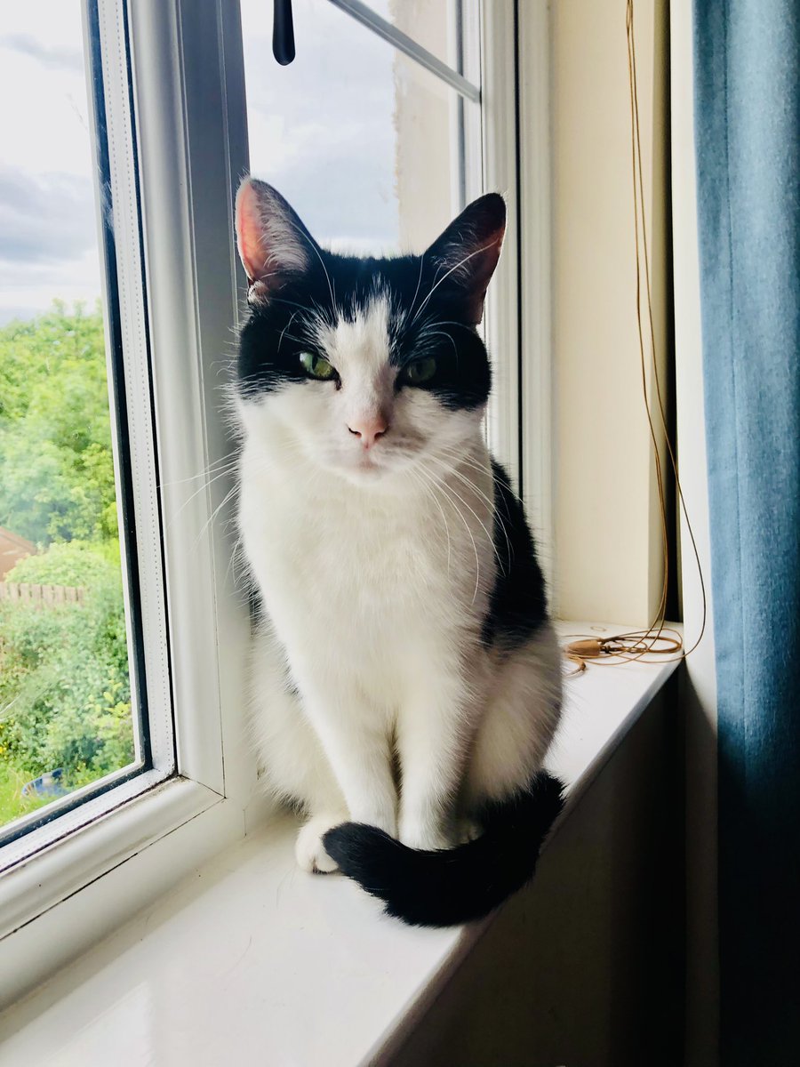 nemoloris's tweet photo. Small thing of wonder
wearing the cloak of years like
her tail wrapped round her.
#jessicais12 #catsofhull #happybirthdayjessica https://t.co/7lslBjWpMA