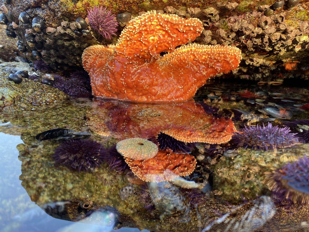 limpetsnews's tweet photo. ๐ซMagic Hour๐ซ
#SnapshotCalCoast #limpetsmonitoring #rockyintertidal #brittlestar #ochreseastar #nudibranch @inaturalist @calacademy @CA_MPA_CN https://t.co/yL5W51VTkh
