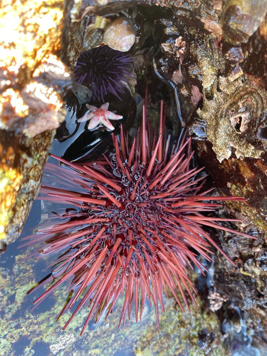 limpetsnews's tweet photo. ๐ซMagic Hour๐ซ
#SnapshotCalCoast #limpetsmonitoring #rockyintertidal #brittlestar #ochreseastar #nudibranch @inaturalist @calacademy @CA_MPA_CN https://t.co/yL5W51VTkh