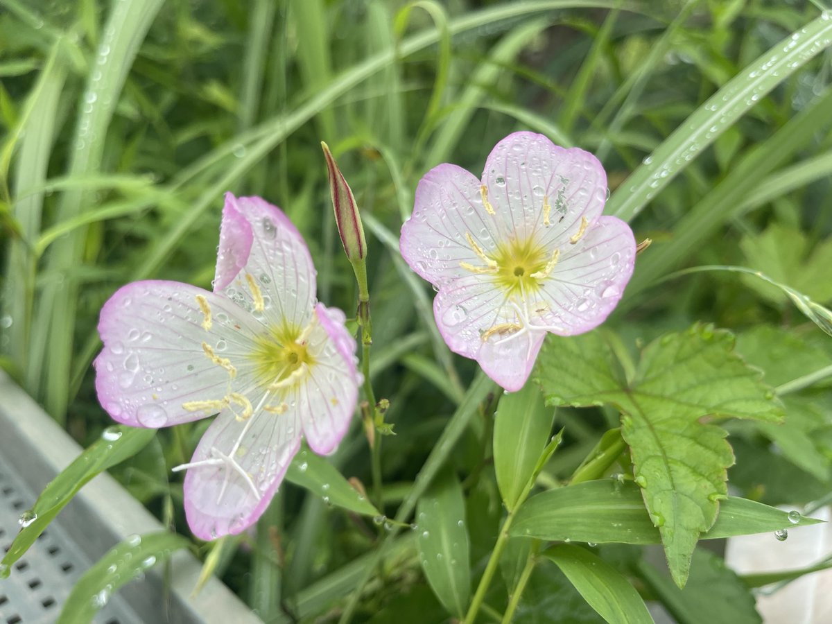 雨って凄いよね！

一雨ごとに
植物が一気に大きくなる！

水が豊富な日本、
大切な天然資源ですね☺️

作物以上に
野草の成長力が高いのは
栽培者にとって
様々な課題ではありますが🧐