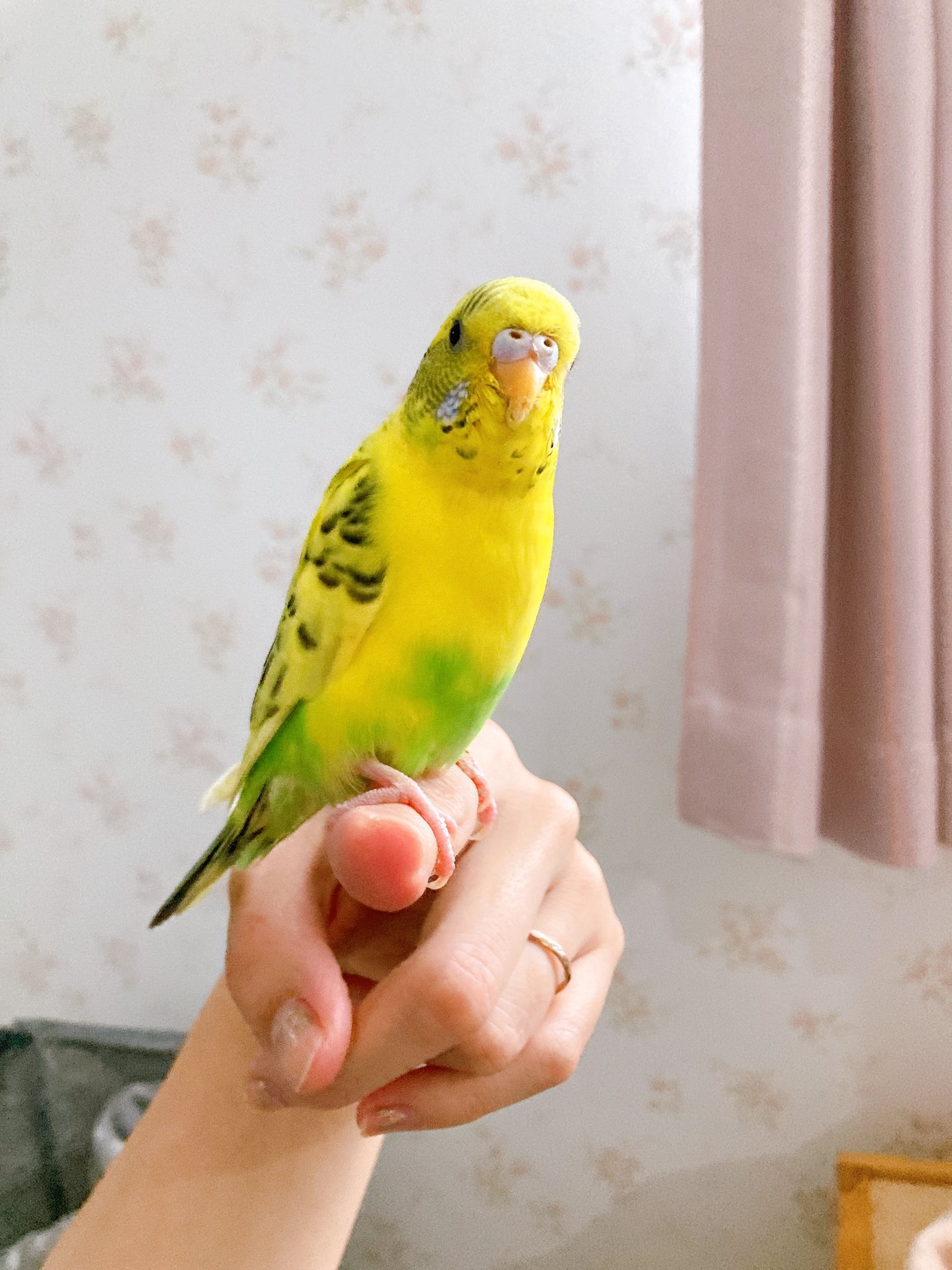 あきの6ニャンズ セキセイインコ保護しました 柏市小青田 船戸付近 柏たなかにて保護 黄色メインの黄緑入った子です とても大人しいです 羽が切ってあるので近くから逃げてきたと思われます 保護鳥 迷子鳥 柏たなか セキセイインコ 拡散希望