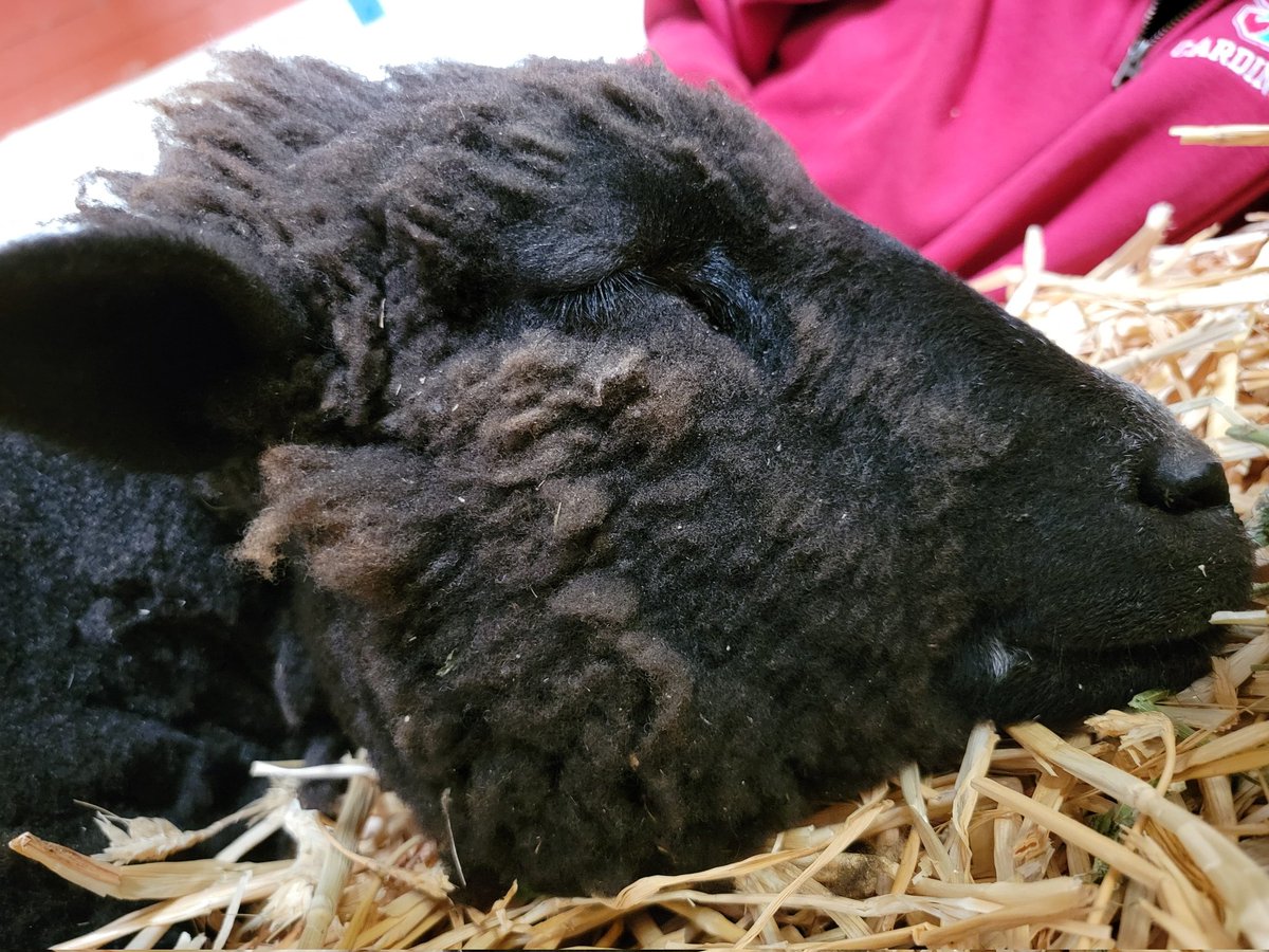 Jewfasa's tweet image. The gf and I got this guy the day he was born back in 2020. On may 31st he passsed away due to complete liver failure. We have been having a really rough time with the loss of our baby boy. If you could help us with these bills it would mean so much to us. gofund.me/ba4753e5