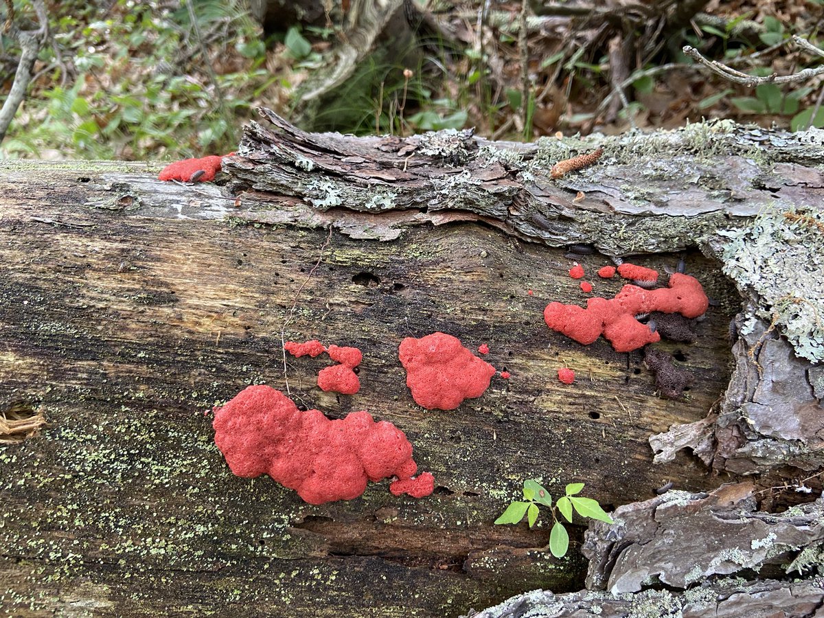 bythebeachRE's tweet photo. Would anyone happen to know what this red, fungi(?) is? I’ve never seen anything like it… #fungi #nature #natureid #DoYouKnow #CapeCod #harwich #explore #getoutside #QuestionOfTheDay #Massachusetts #trees #BellsNeck https://t.co/ae5T2XMAgK